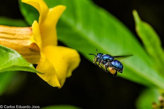 Image shows a blue euglossine bee visiting a yellow flower.