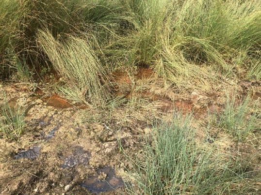 The iron-rich Bretch Well spring, showing rusty-coloured water flowing through muddy reeds and grasses. The spring is representative of the diverse, atypical environments across the United Kingdom.