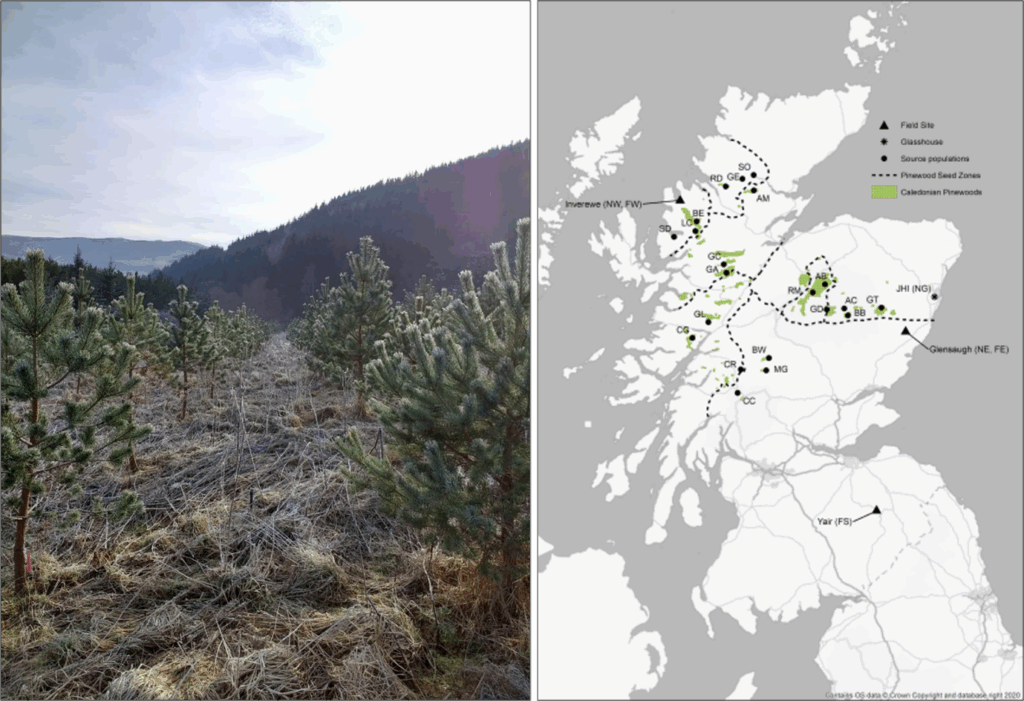 Closeup of pines in a hilly landscape, map of distribution of Caledonian forest, seed sources and trial sites across Scotland.