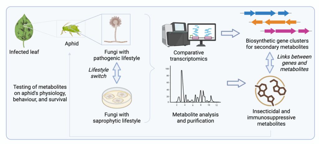 Aphids on leaf; fungal infection of aphid; saprophytic fungi in dish; RNA-seq and MS to select metabolites for aphid testing
