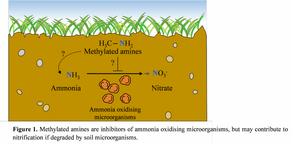 A schematic describing possible inhibitory or stimulatory interactions between methylated amines and ammonia oxidising microbes in soil.
