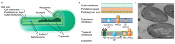 Three-part image showing cyanobacteria structure. (a) Labeled diagram of a cyanobacterium with cell wall, membranes, ribosomes, nucleoid, RuBisCO carboxysome, and thylakoids. (b) Schematic of membrane layers and protein complexes including cytochrome b6f and ATPase. (c) Electron micrograph showing internal cyanobacterial structures, including thylakoids.