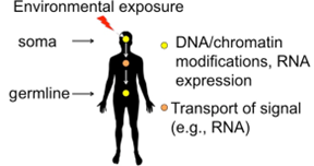 Diagram illustrating environmental exposure effects on soma and germline. A human silhouette is shown with arrows pointing to the head (soma) and reproductive area (germline). Yellow circles represent DNA/chromatin modifications and RNA expression; orange circles indicate signal transport such as RNA.