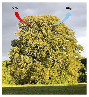 A large tree in a grassy field under a cloudy sky. A red arrow labeled “CH₄” points downward toward the tree, and a blue arrow labeled “CO₂” points upward from it, indicating methane and carbon dioxide exchange.