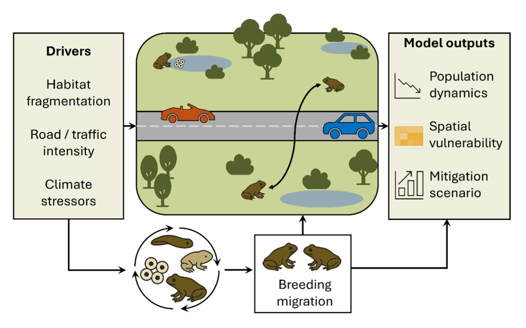 Diagram showing how habitat fragmentation, road traffic, and climate stressors affect frog migration and population dynamics, with visual outputs like population trends, vulnerability maps, and mitigation scenarios.