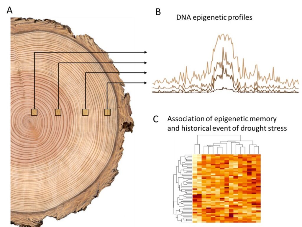 Three-panel conceptual figure illustrating the use of tree-ring samples to investigate epigenetic responses to drought stress. Panel A shows a cross-section of a tree trunk with visible annual growth rings. Four sampling points at increasing distances from the centre of the trunk are highlighted, with arrows linking each sampled growth ring to subsequent analyses. Panel B, labelled “DNA epigenetic profiles,” presents several overlapping line graphs representing different epigenetic signatures measured from the sampled tree rings over time. Panel C, labelled “Association of epigenetic memory and historical event of drought stress,” shows a clustered heat map in shades of yellow, orange, and red with dendrograms, representing relationships between epigenetic patterns and past drought events. Together, the figure illustrates how tree-ring archives can be used to reconstruct historical environmental stress and investigate long-term epigenetic memory in trees.