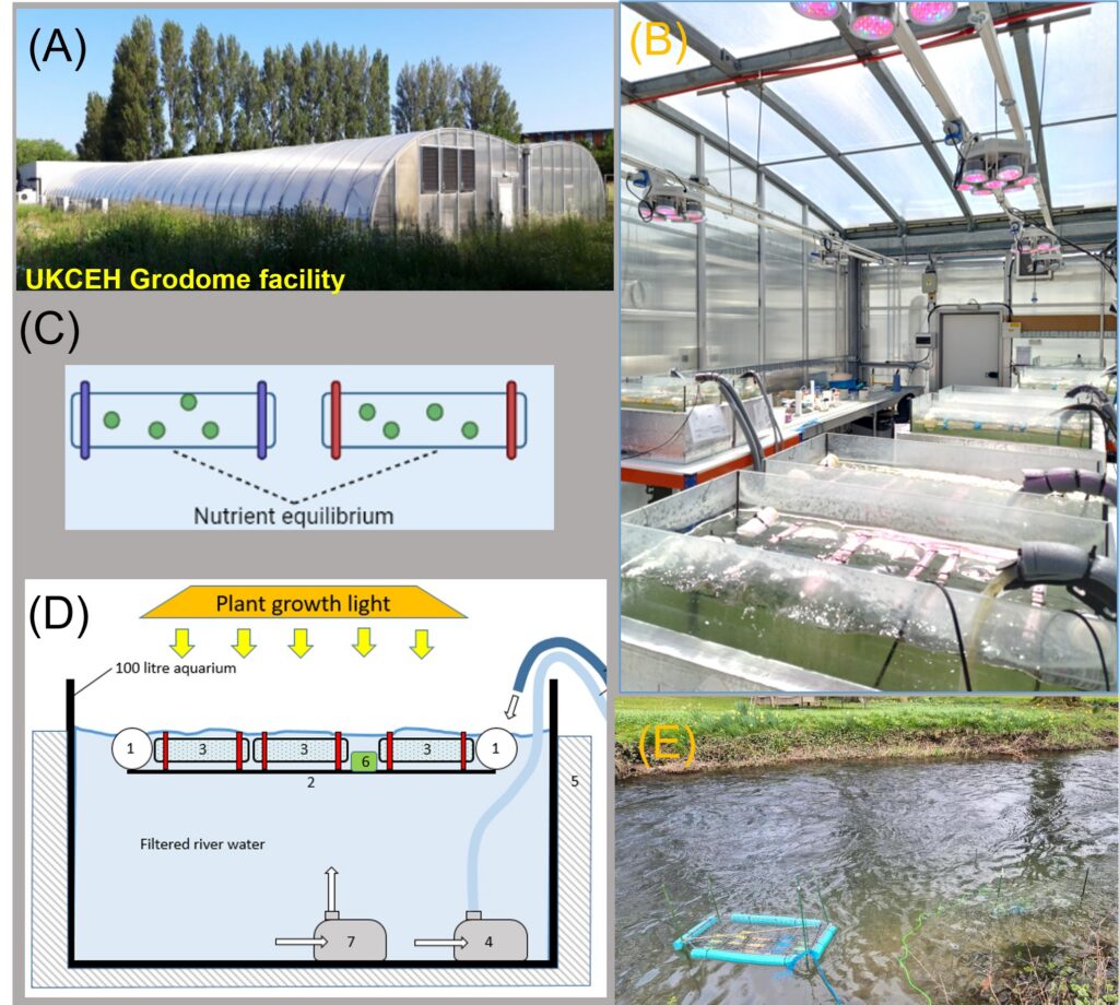 Multi-panel figure illustrating facilities and experimental systems used for aquatic ecology and mesocosm research. Panel (A) shows the UKCEH Grodome facility, consisting of a large polytunnel-style greenhouse surrounded by grass and tall trees. Panel (B) shows the interior of a controlled-environment research facility with multiple open water tanks, overhead pink-purple LED grow lights, pipes, sensors, and laboratory equipment. Panel (C) presents a schematic labelled “Nutrient equilibrium,” depicting two enclosed chambers containing green particles, connected conceptually by dashed lines to indicate balanced nutrient conditions. Panel (D) shows a diagram of an experimental aquarium system: a 100‑litre tank filled with filtered river water, illuminated by a plant growth light, containing floating compartmentalized chambers, pumps, and a water-circulation system. Panel (E) is a photograph of a river channel with a floating blue-framed experimental enclosure or mesocosm secured in the water near the riverbank. Overall, the figure combines photographs and schematics to depict facilities, laboratory setups, and field systems for controlled aquatic ecosystem experiments.