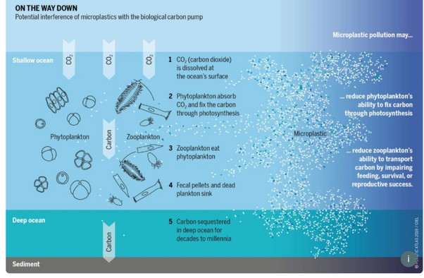 Infographic showing how microplastics may disrupt the ocean’s biological carbon pump. The diagram illustrates carbon dioxide being absorbed by phytoplankton, transferred through zooplankton, and carried to the deep ocean, while microplastic pollution reduces phytoplankton carbon fixation and impairs zooplankton's ability to transport carbon to deeper waters.