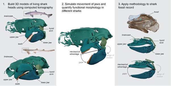 Image used to illustrate project application. Image shows renders from computed tomographic data of three shark head skeletons in shades of blue and green, including upper and lower jaws, braincase, teeth, and hyoid arch. Teeth are shown in orange. First panel shows a bamboo shark, Chiloscyllium, and a dogfish, Squalus with head skeletons rendered from CT data, Second panel shows measurements being taken from a Squalus skull with its mouth open, and panel C shows the same method being applied to extinct Cretaceous shark, Synechodus