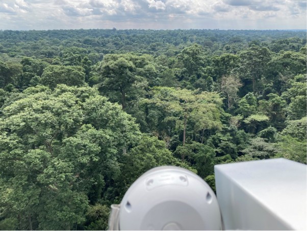 View of Bobiri Forest Reserve, Ghana, with thermal and visible light cameras (W. Hagan Brown).