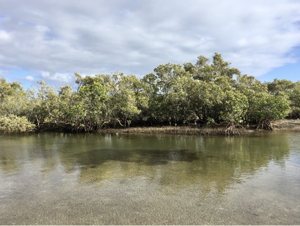 View of mangrove forest in Australia (credit: Alice Gauthey) showing Rhizophera spp. growing close to the water using aerial roots.