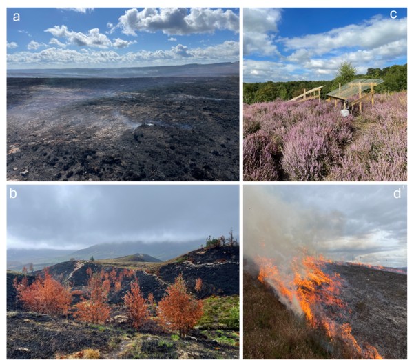Photos of recent severe wildfires and drought/fire field experiments in UK upland landscapes.