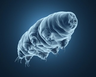 Image of a tadigrade in grey against a blue background, highlighting the eight legs and segmented body