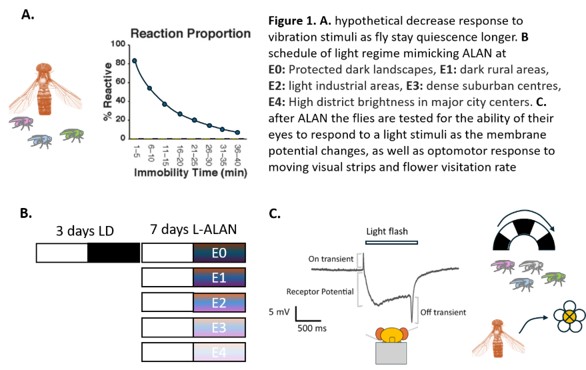 Diagram summarising light-induced activity in flies exposed to light at night (ALAN), showing reaction declining with immobility time