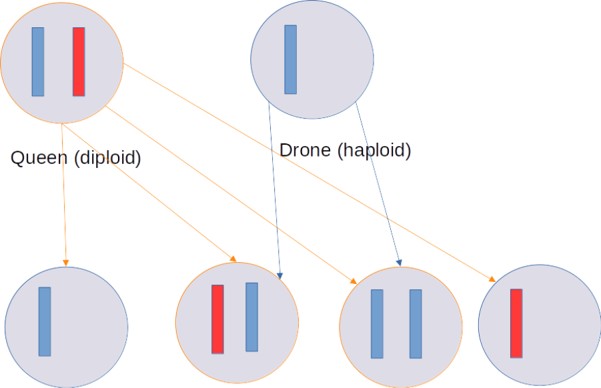 Figure to illustrate the simplified chromosome haplodiploid reproduction scheme for insects according to Tyvand and Thorvaldsen (2010). In the parent generation, we have a diploid queen (with schematic chromosomes C1 and C2) and a haploid drone (with chromosome C1). The queen laid 4 eggs. 0f which two were fertilised by the drone. The two fertilised eggs obtained chromosome pairs C2--C1 and C1--C1, respectively, from the parents (from queen/mother -- from drone/father). The unfertilised eggs received chromosomes C1 respectively C2 from the queen/mother.