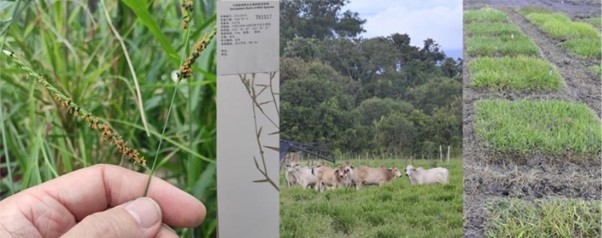 Pictures of Urochloa forage grasses showing a flower held in hand in Leicester greenhouse; part of an international herbarium specimen; cattle grazing forage; trial plots of Urochloa accessions in Colombia