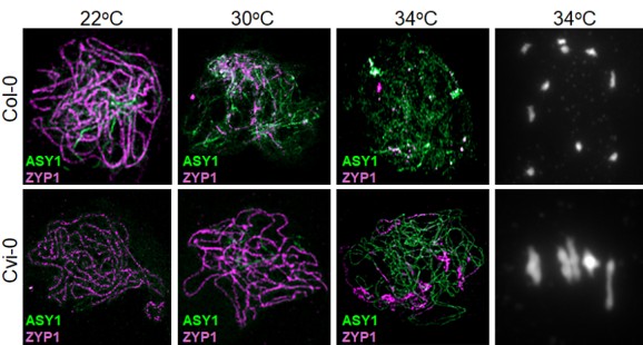 Fluorescence microscopy panel compares eight images showing different plant responses to temperature