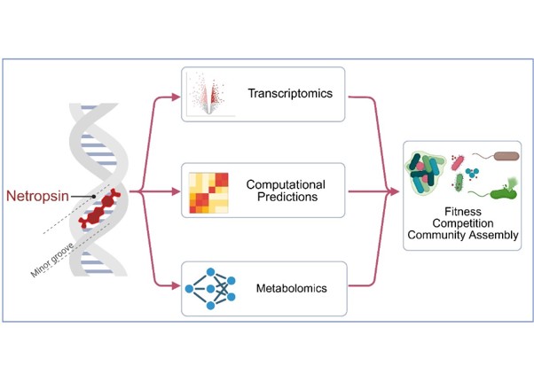 PhD project workflow linking molecular analyses of netropsin responses with bacterial fitness, competition and community assembly.
