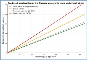 Line chart showing epigenetic age rising faster than chronological age at higher temperatures in Nasonia, illustrating accelerated biological ageing under heat stress.