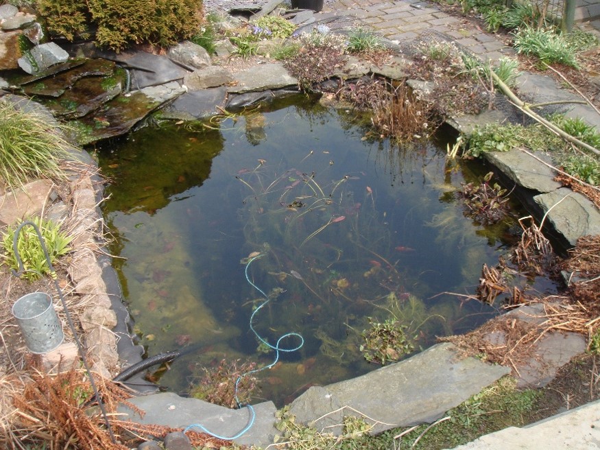Image of a typical square-shaped garden pond surrounded by pond walls made of stone. Vegetation within the pond is also shown.