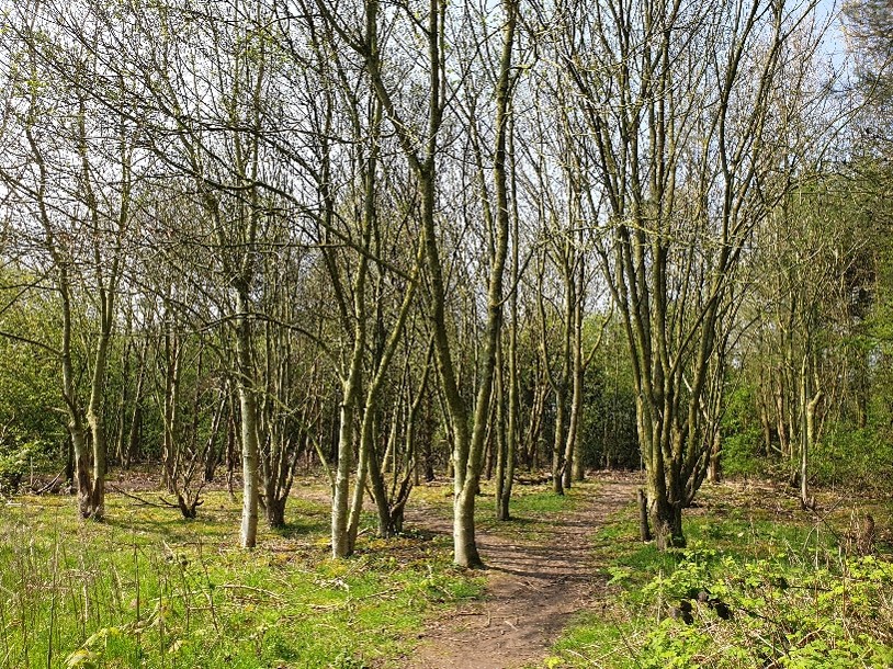 A photograph showing trees growing on soil that is former landfill, illustrating the widespread and established nature of this strategy.