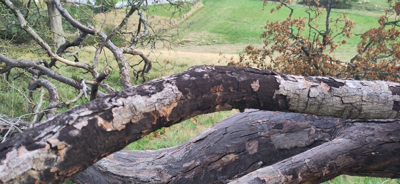 A photograph of sooty bark disease. There are several large fallen tree branches with some dead leaves and bark covered in a black sooty substance.