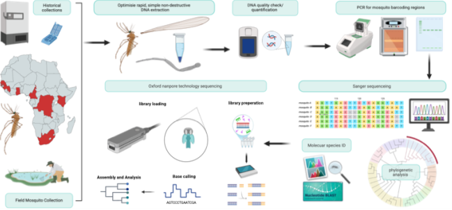 image summarises project methods including a map of African countries in which mosquito samples can be obtained and molecular analysis methods.
