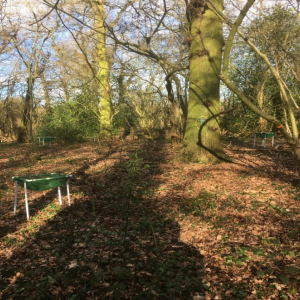 Mature Temperate deciduous forest at BIFoR-FACE where N and P manipulation experiments are underway to form part of this PhD studentship. The green mesh in the picture is used for litter fall collection